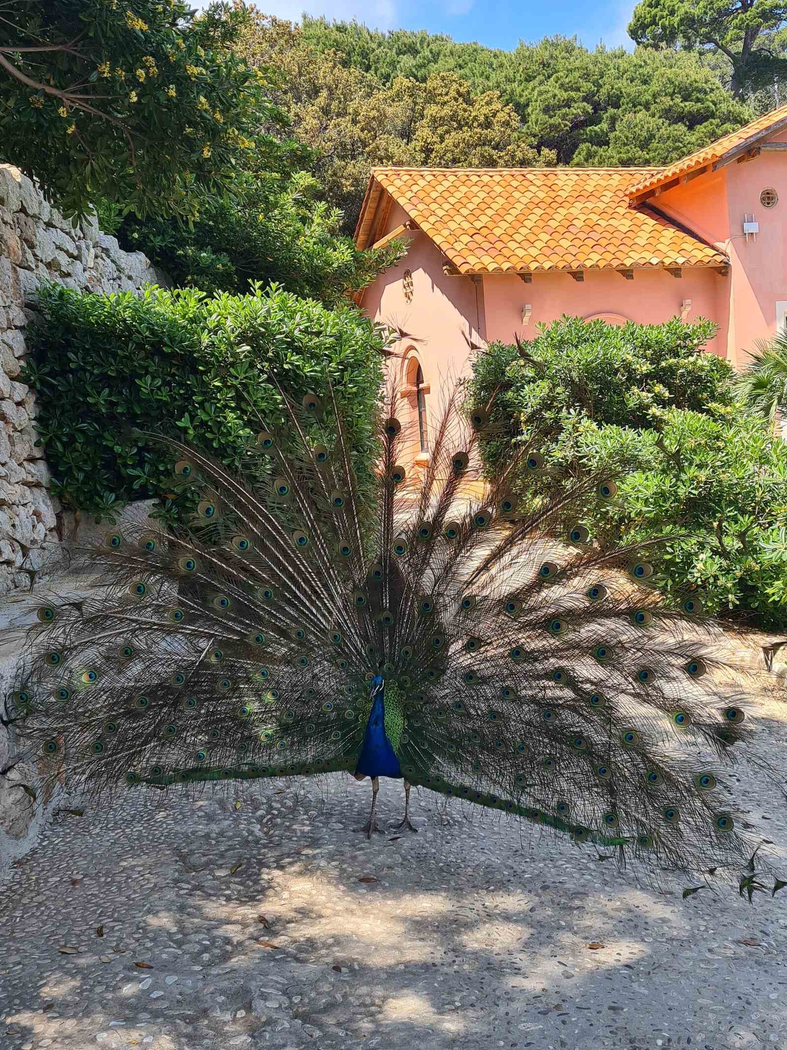 Una excursión de un día a la isla de Lokrum desde Dubrovnik, Croacia: ¡todo lo que necesitas saber!