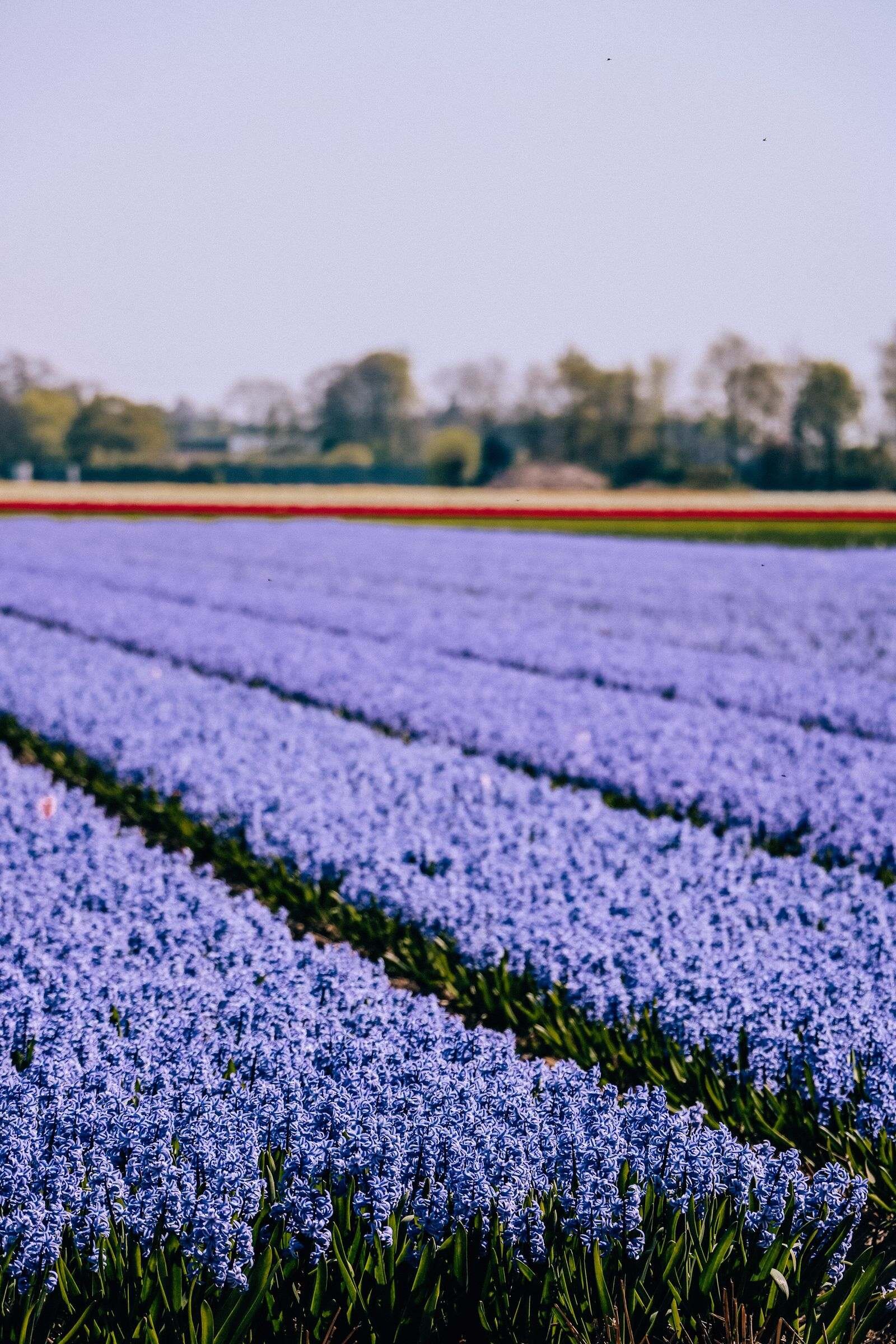Una guía para ver los tulipanes en Lisse en 2024 con poco presupuesto