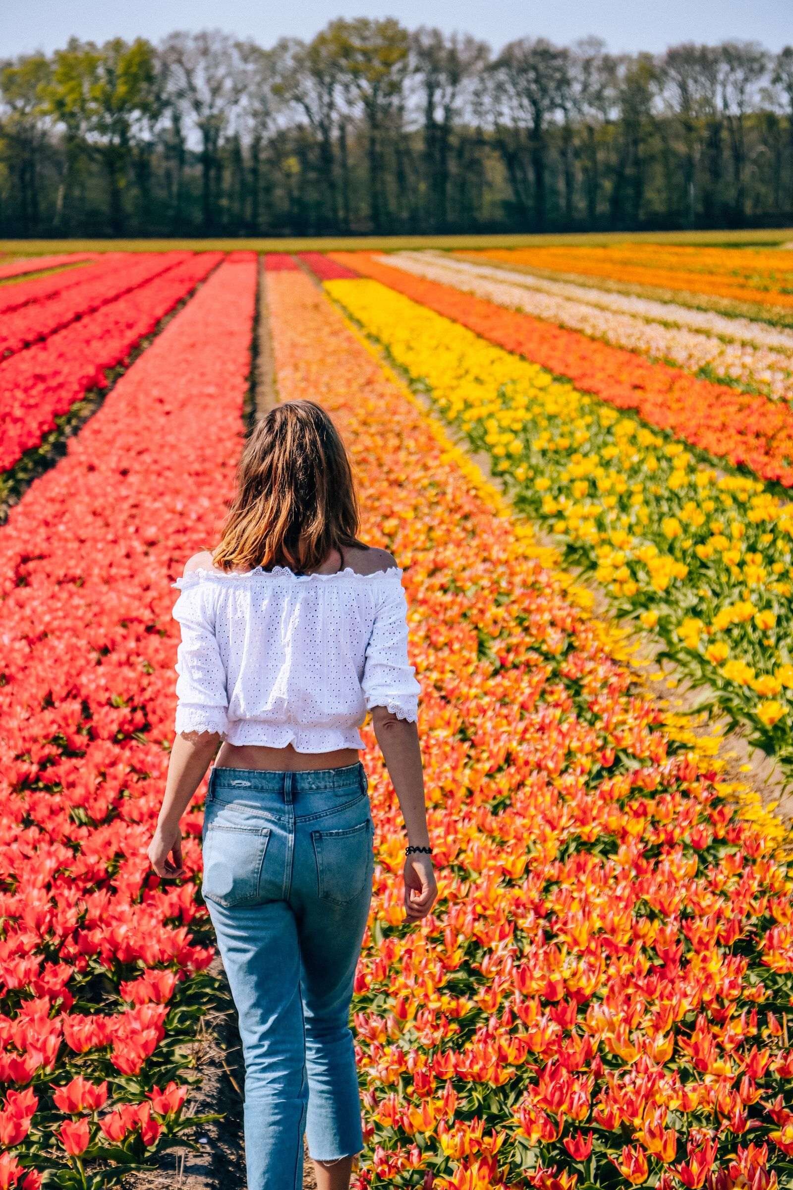Una guía para ver los tulipanes en Lisse en 2024 con poco presupuesto