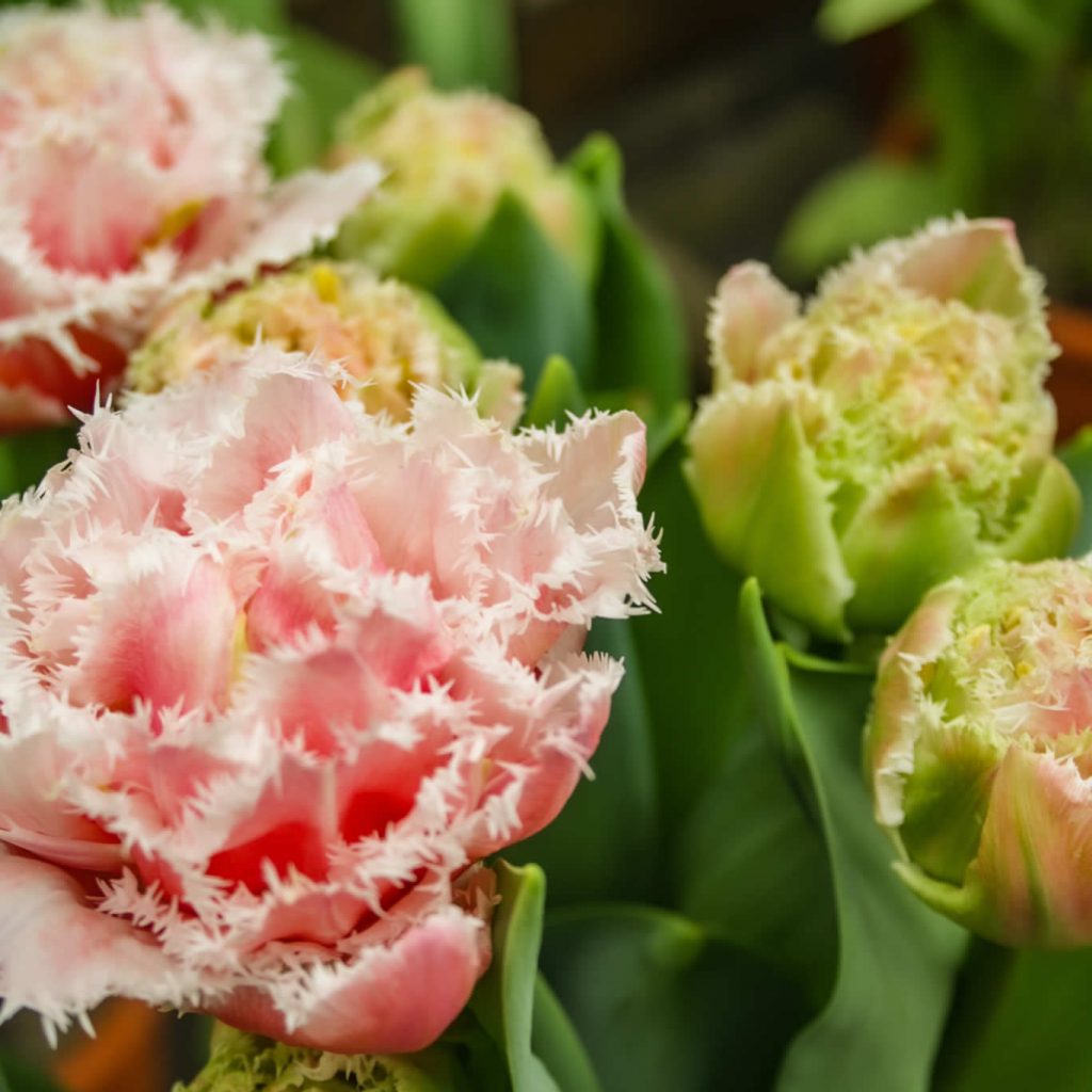 Campos de tulipanes Países Bajos: 10 cosas que quieres saber