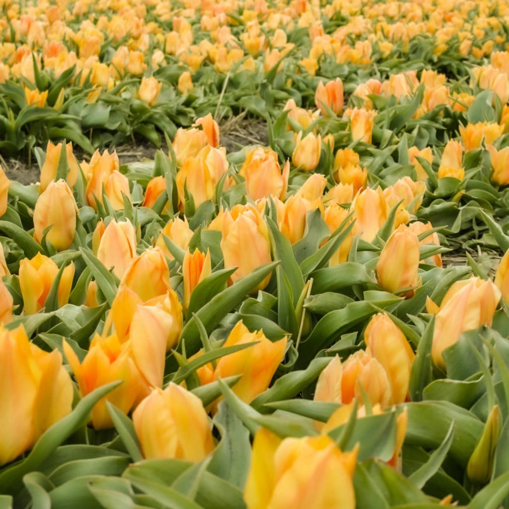Campos de tulipanes Países Bajos: 10 cosas que quieres saber