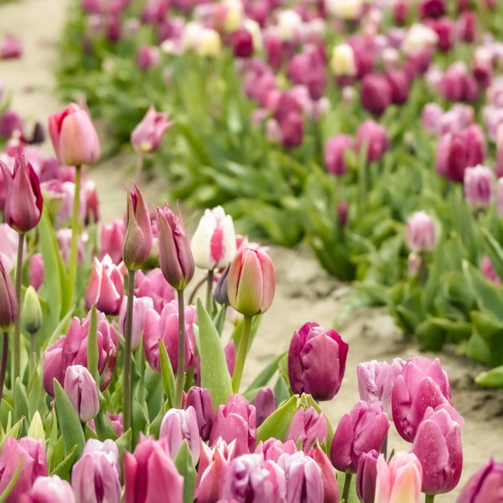 Campos de tulipanes Países Bajos: 10 cosas que quieres saber