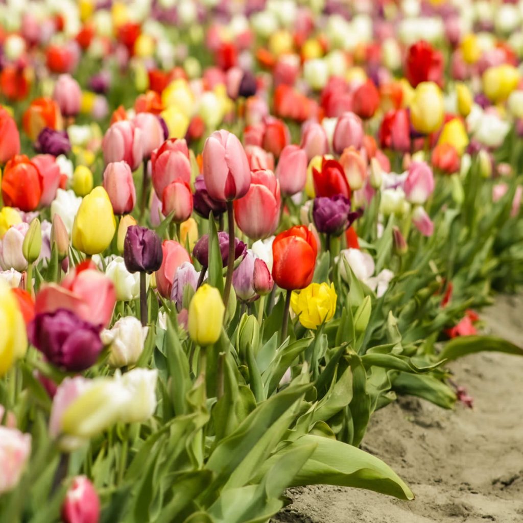 Campos de tulipanes Países Bajos: 10 cosas que quieres saber