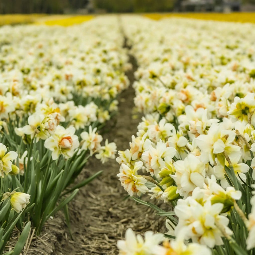 Campos de tulipanes Países Bajos: 10 cosas que quieres saber