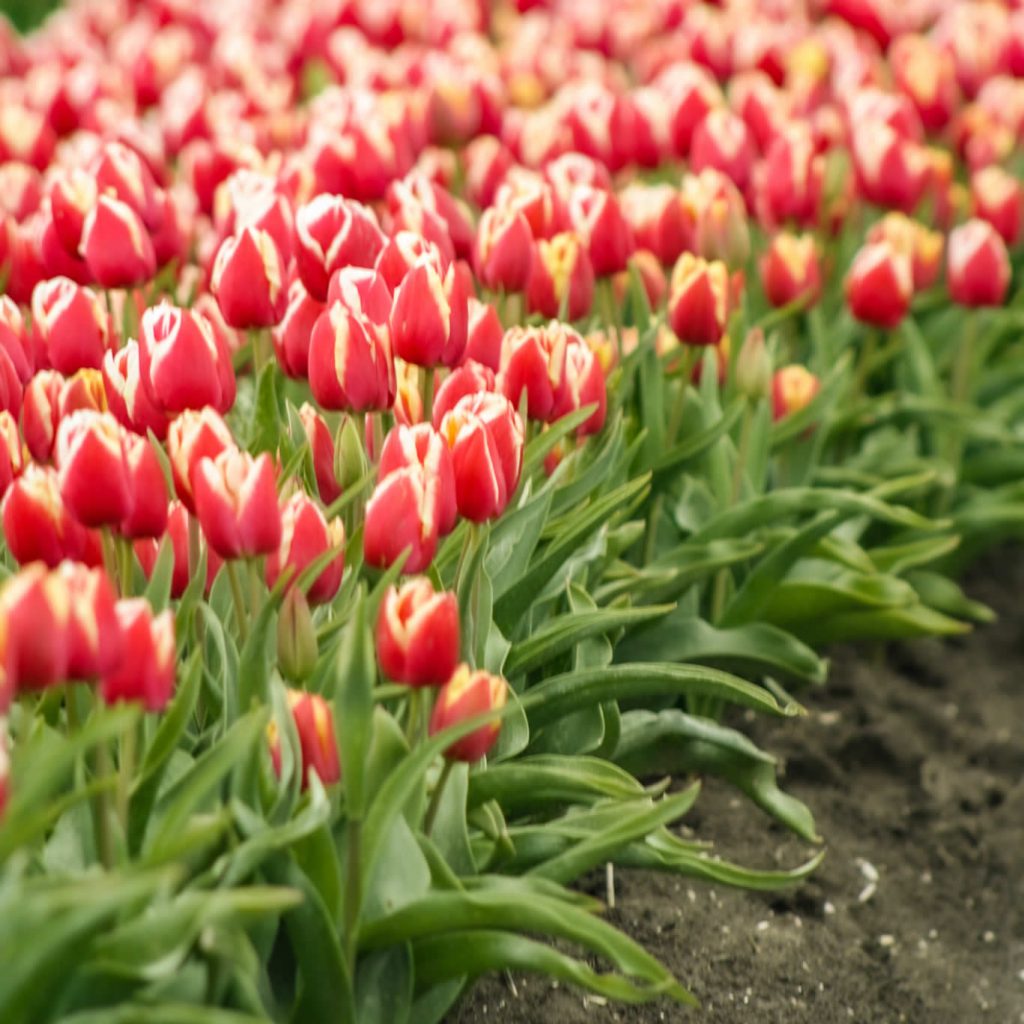 Campos de tulipanes Países Bajos: 10 cosas que quieres saber