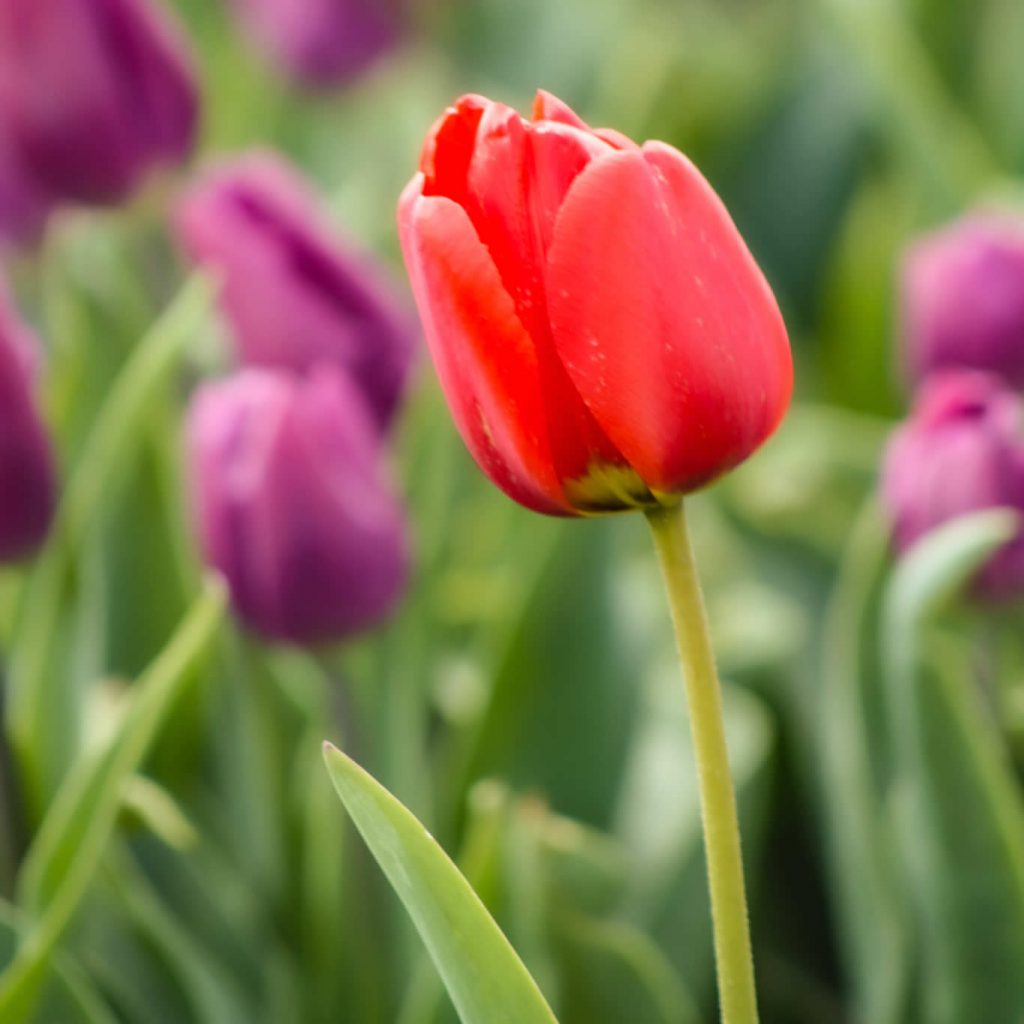 Campos de tulipanes Países Bajos: 10 cosas que quieres saber