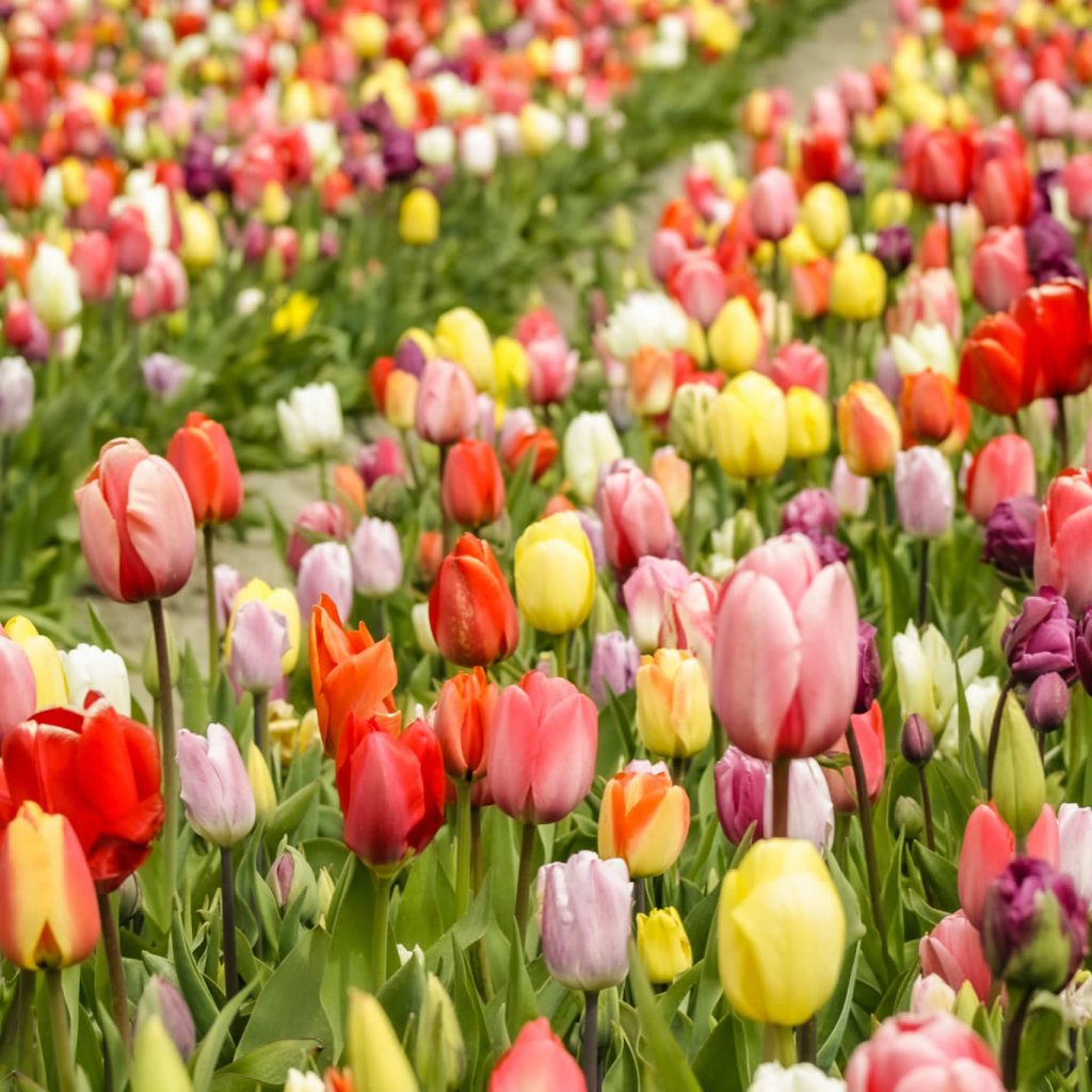 Campos de tulipanes Países Bajos: 10 cosas que quieres saber