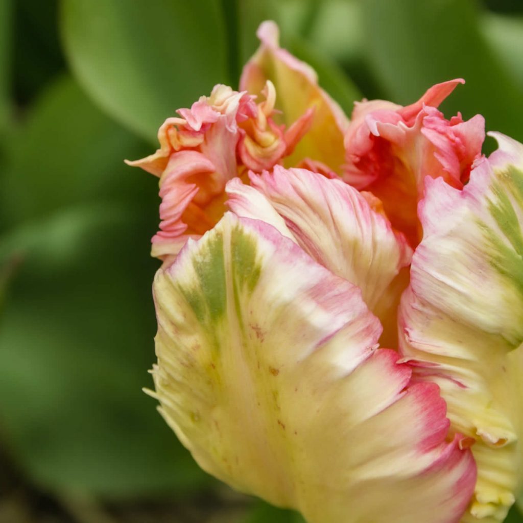 Campos de tulipanes Países Bajos: 10 cosas que quieres saber