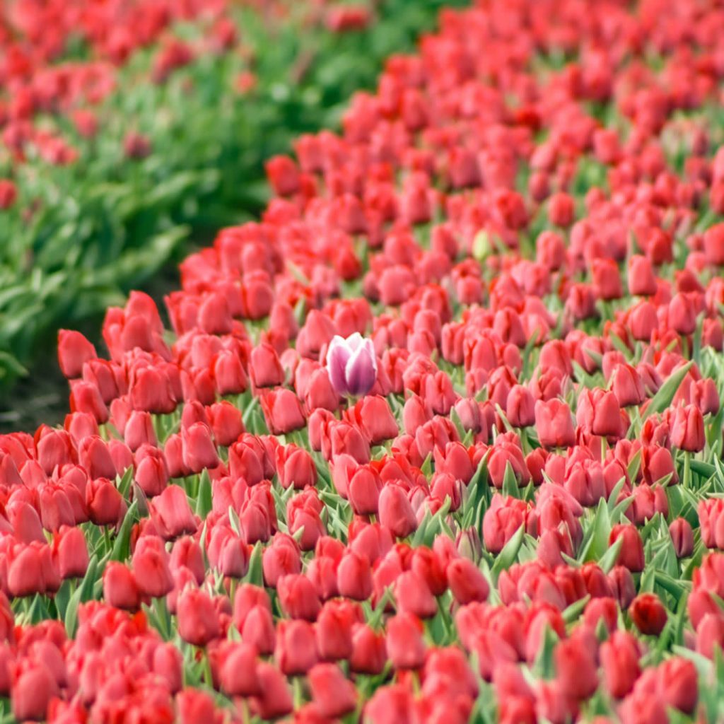Campos de tulipanes Países Bajos: 10 cosas que quieres saber
