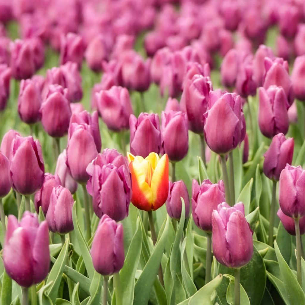 Campos de tulipanes Países Bajos: 10 cosas que quieres saber