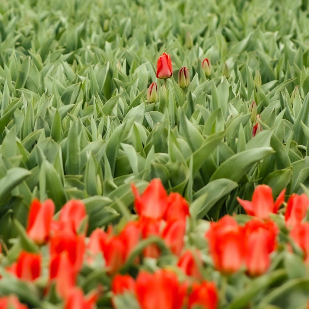 Campos de tulipanes Países Bajos: 10 cosas que quieres saber