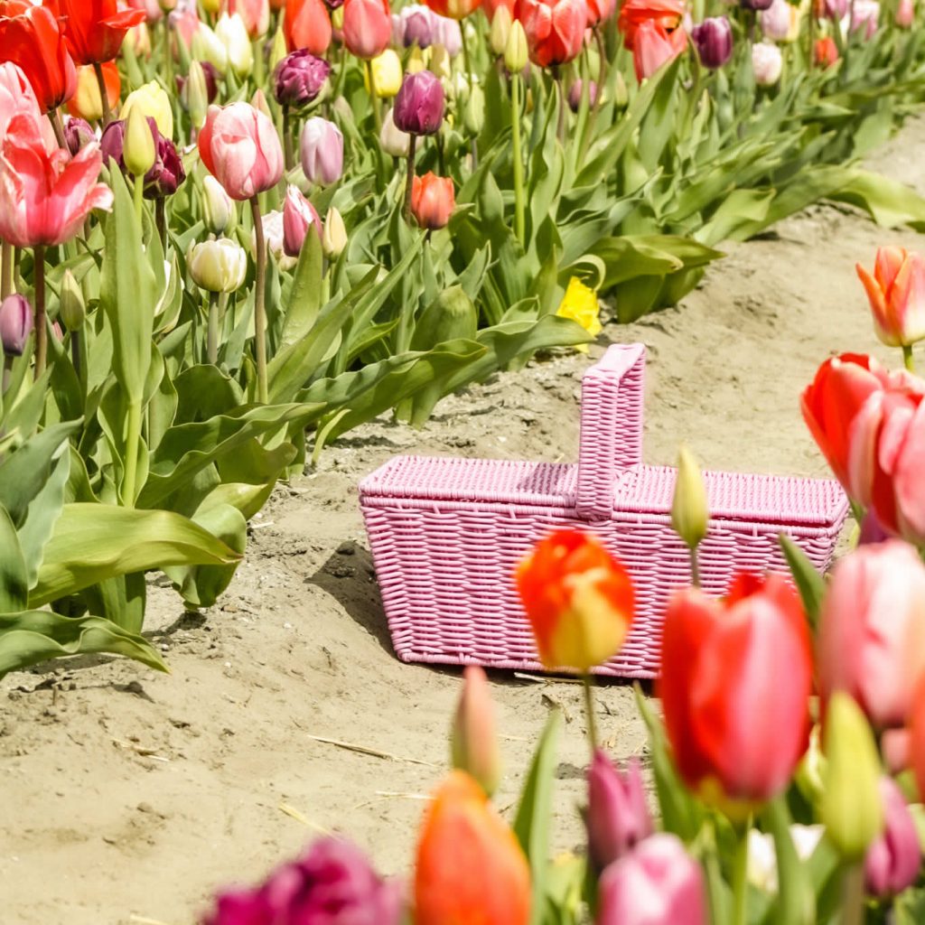Campos de tulipanes Países Bajos: 10 cosas que quieres saber