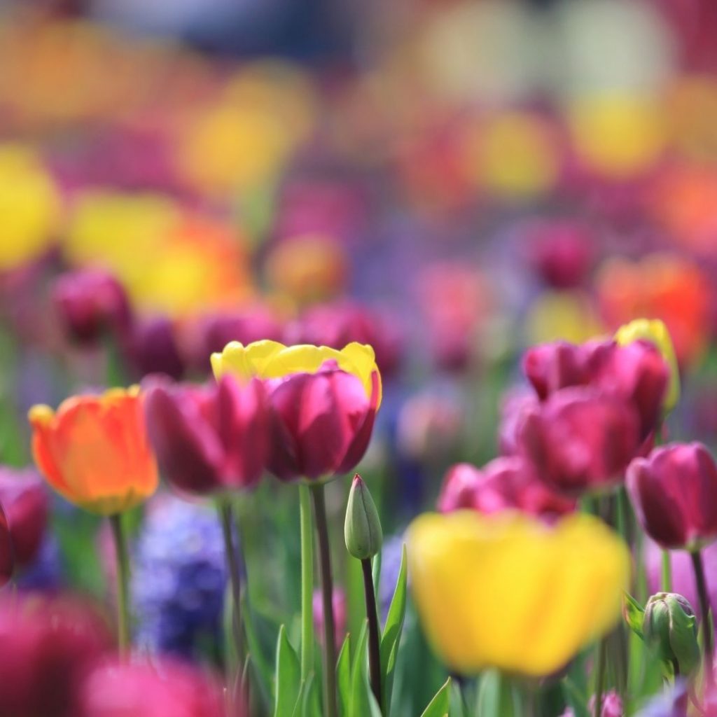 Campos de tulipanes Países Bajos: 10 cosas que quieres saber