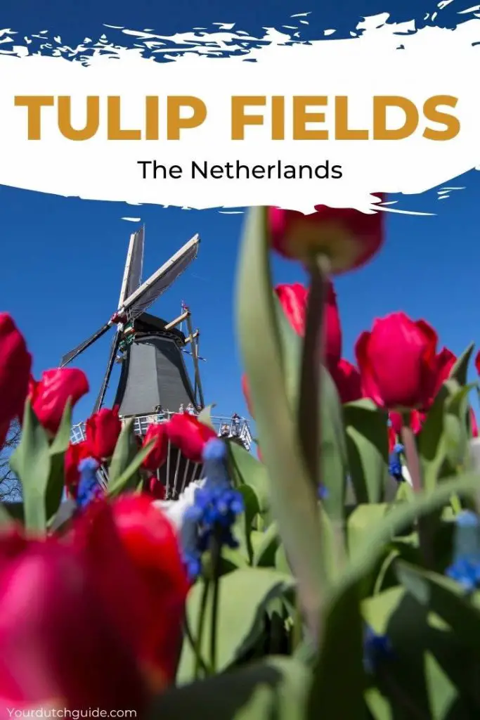 Campos de tulipanes Países Bajos: 10 cosas que quieres saber