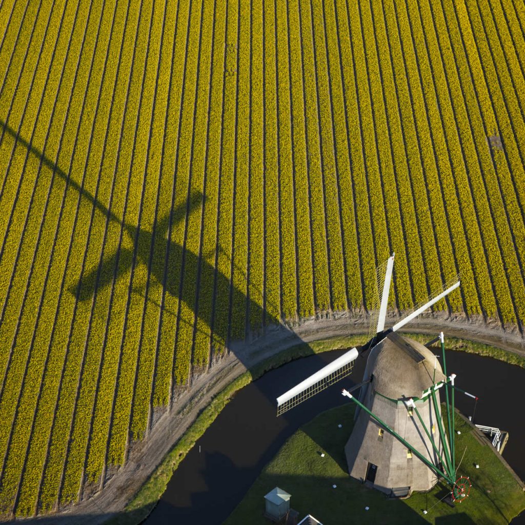 Campos de tulipanes Países Bajos: 10 cosas que quieres saber