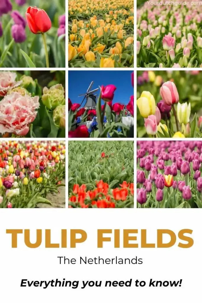Campos de tulipanes Países Bajos: 10 cosas que quieres saber