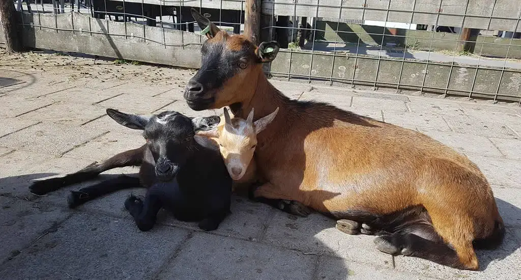 Texel con niños: 8 cosas divertidas para hacer