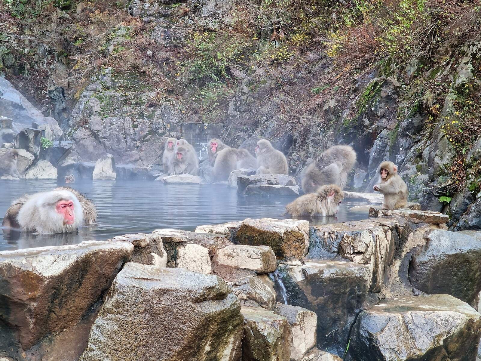 Cómo y dónde ver a los monos de las nieves japoneses en abril.