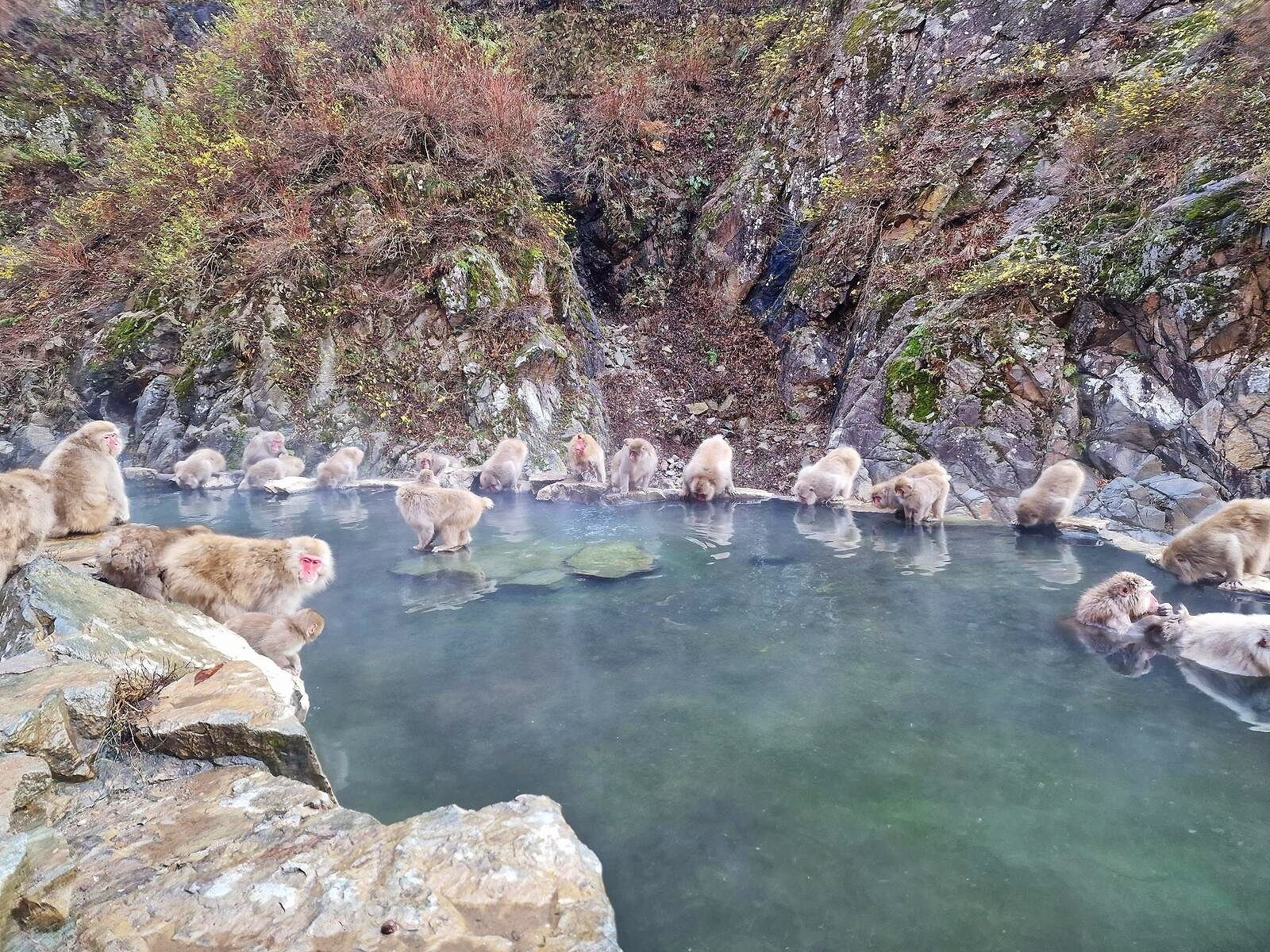 Cómo y dónde ver a los monos de las nieves japoneses en abril.