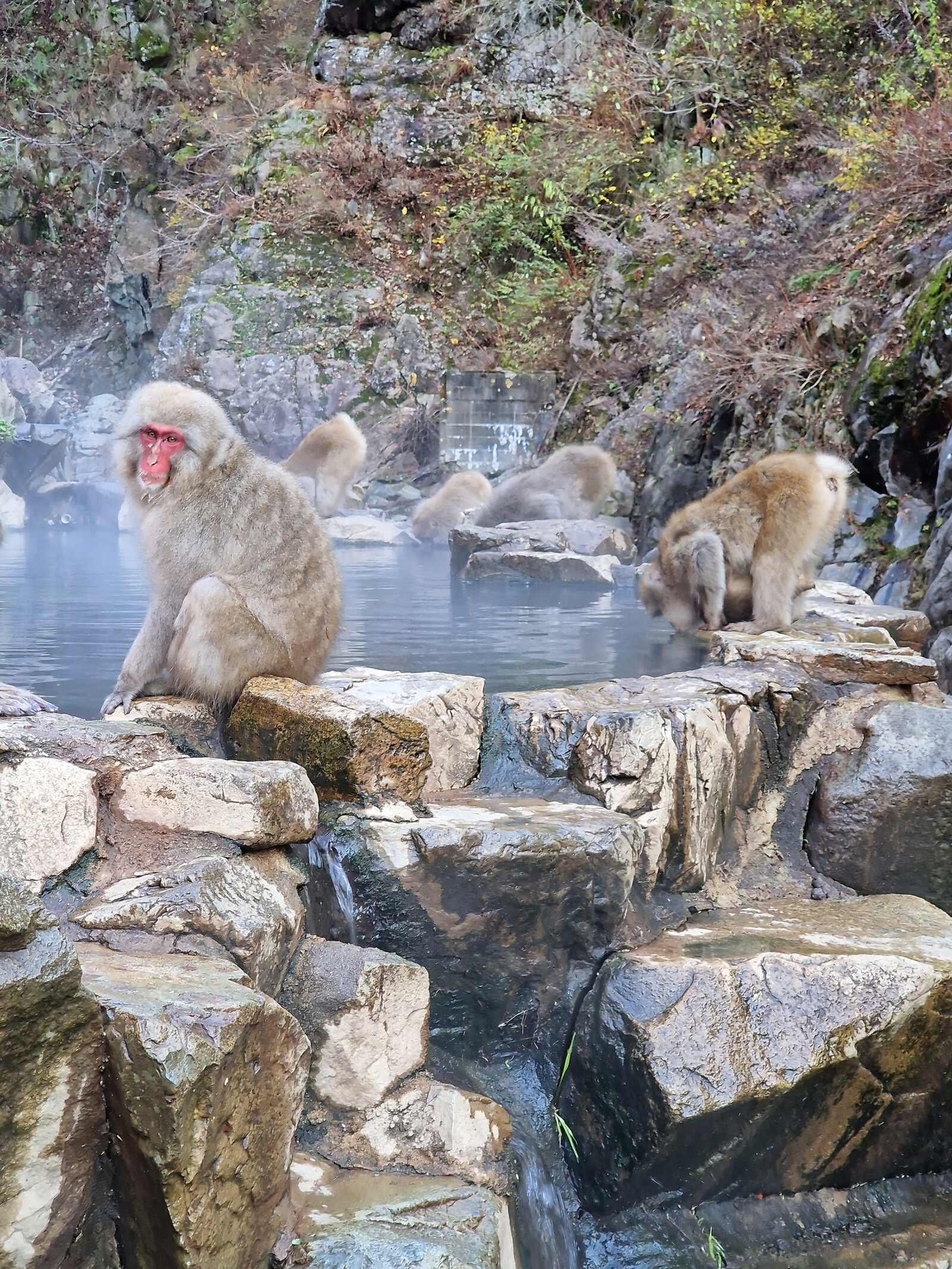 Cómo y dónde ver a los monos de las nieves japoneses en abril.