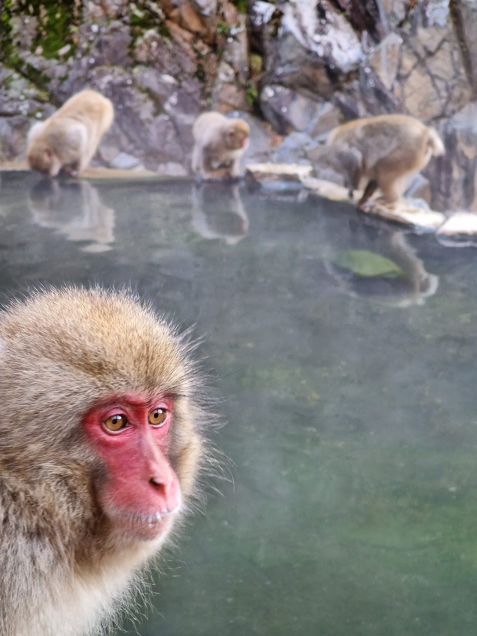 Cómo y dónde ver a los monos de las nieves japoneses en abril.