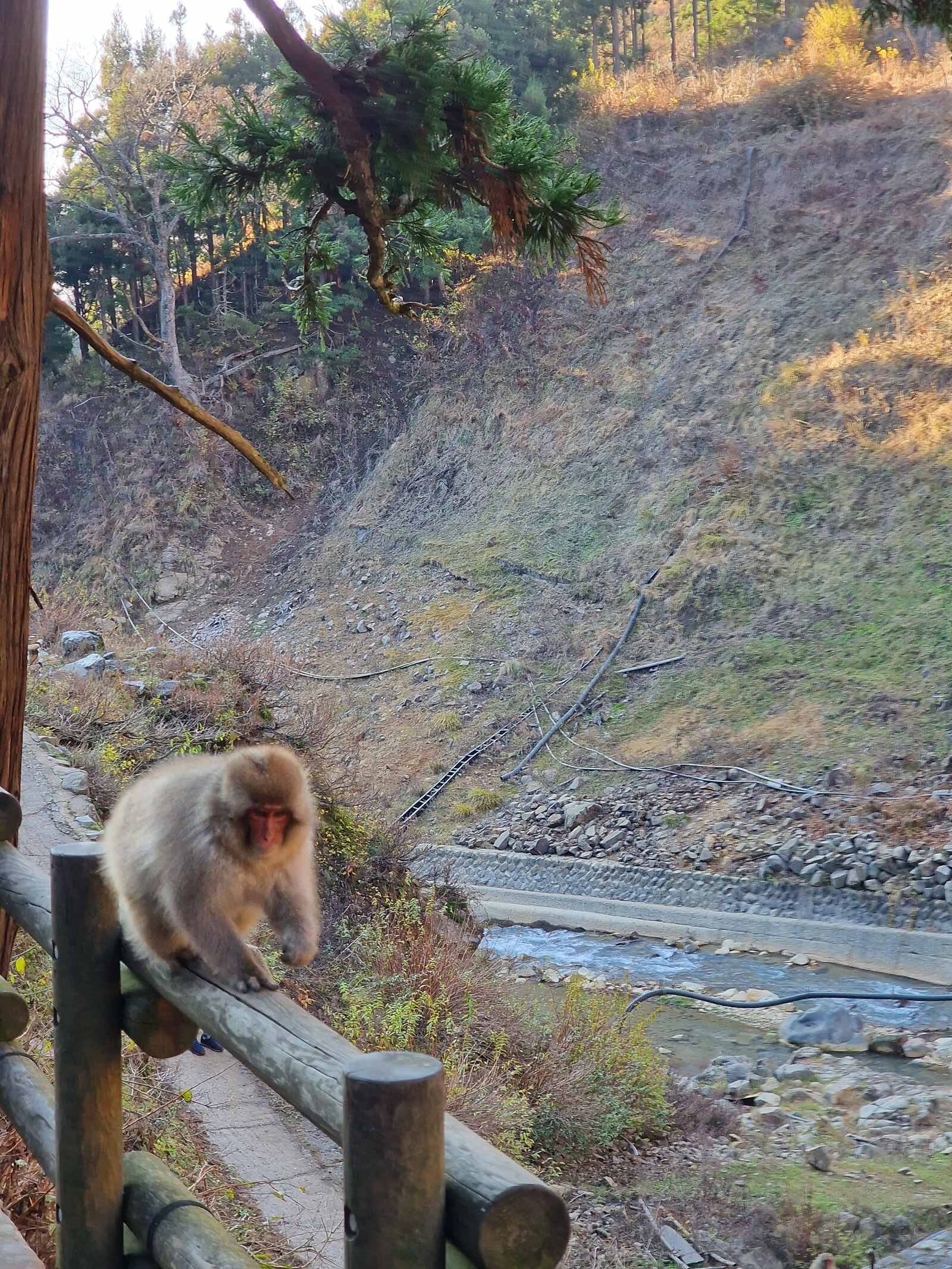 Cómo y dónde ver a los monos de las nieves japoneses en abril.