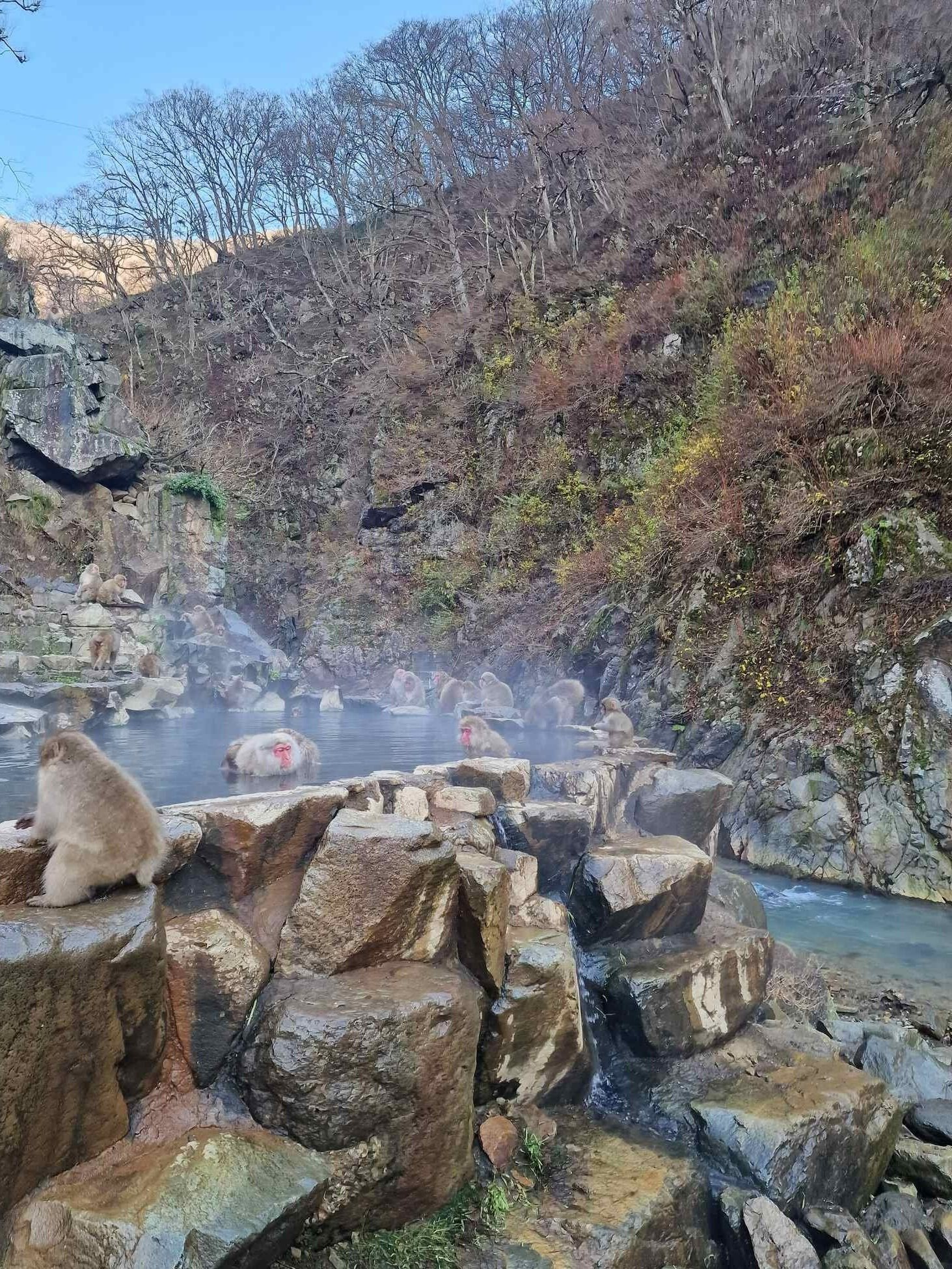Cómo y dónde ver a los monos de las nieves japoneses en abril.