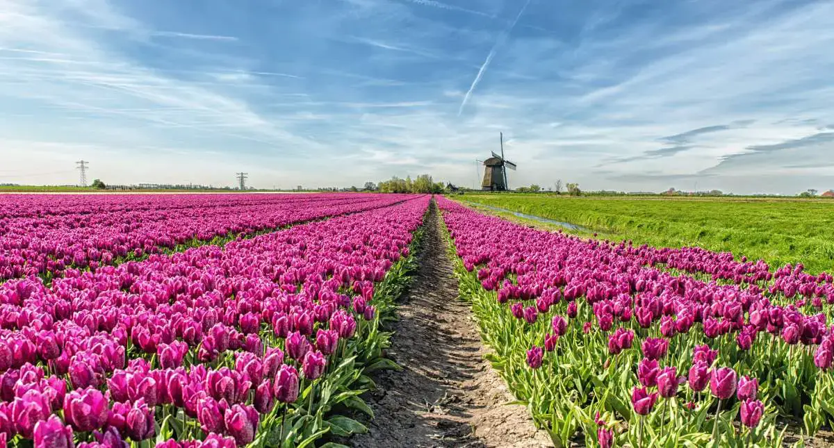 13 mejores cosas para hacer en los Países Bajos en primavera