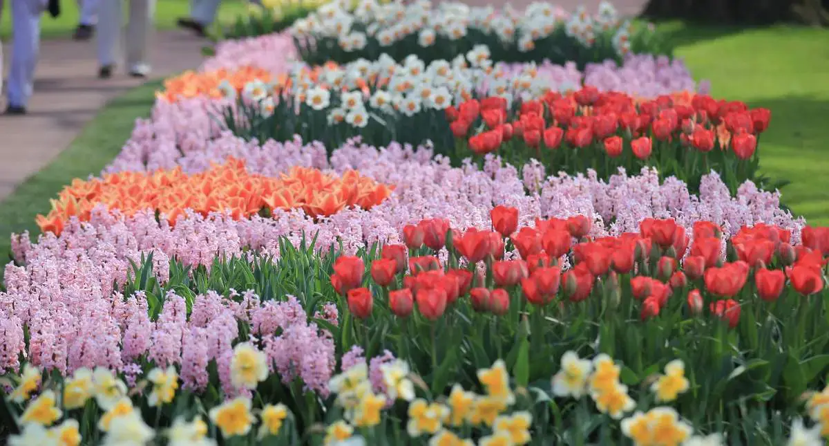 13 mejores cosas para hacer en los Países Bajos en primavera