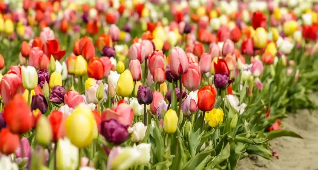 13 mejores cosas para hacer en los Países Bajos en primavera