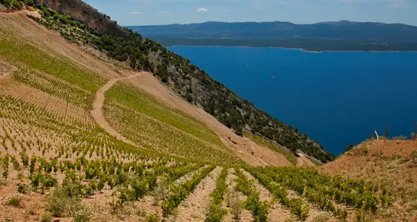 Bodega Stina Croacia: cata de vinos en la isla de Brac