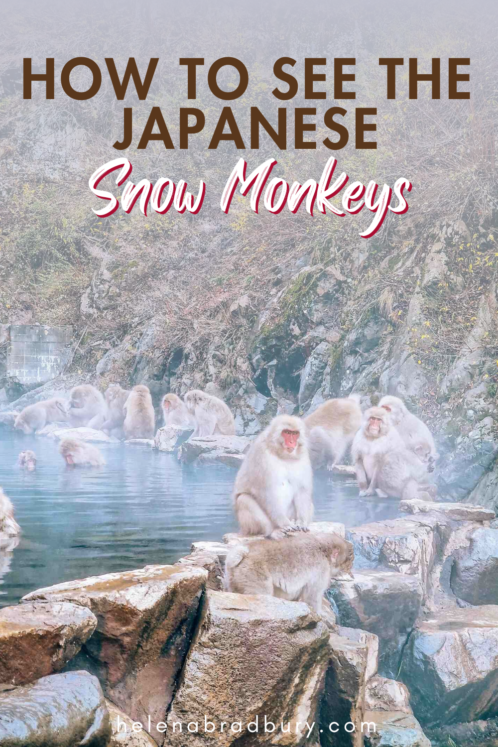 Cómo y dónde ver a los monos de las nieves japoneses en abril.