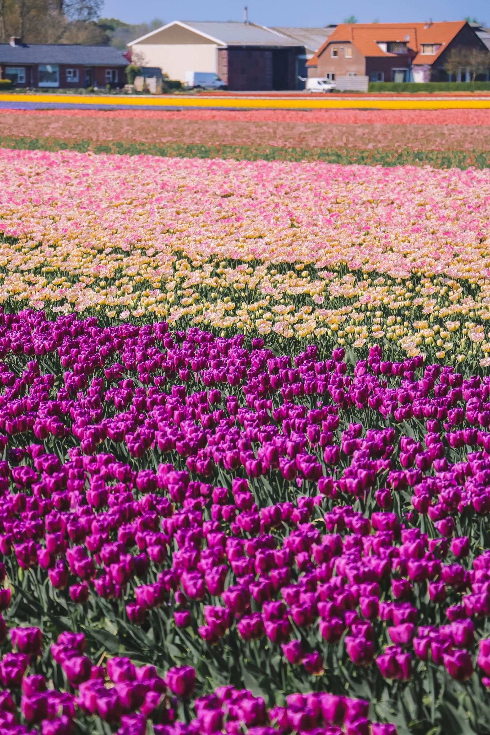 Una guía para ver los tulipanes en Lisse en 2024 con poco presupuesto