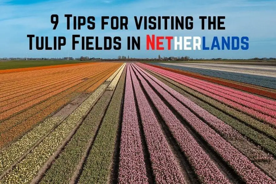 9 cosas que debes saber al visitar los campos de tulipanes en los Países Bajos...