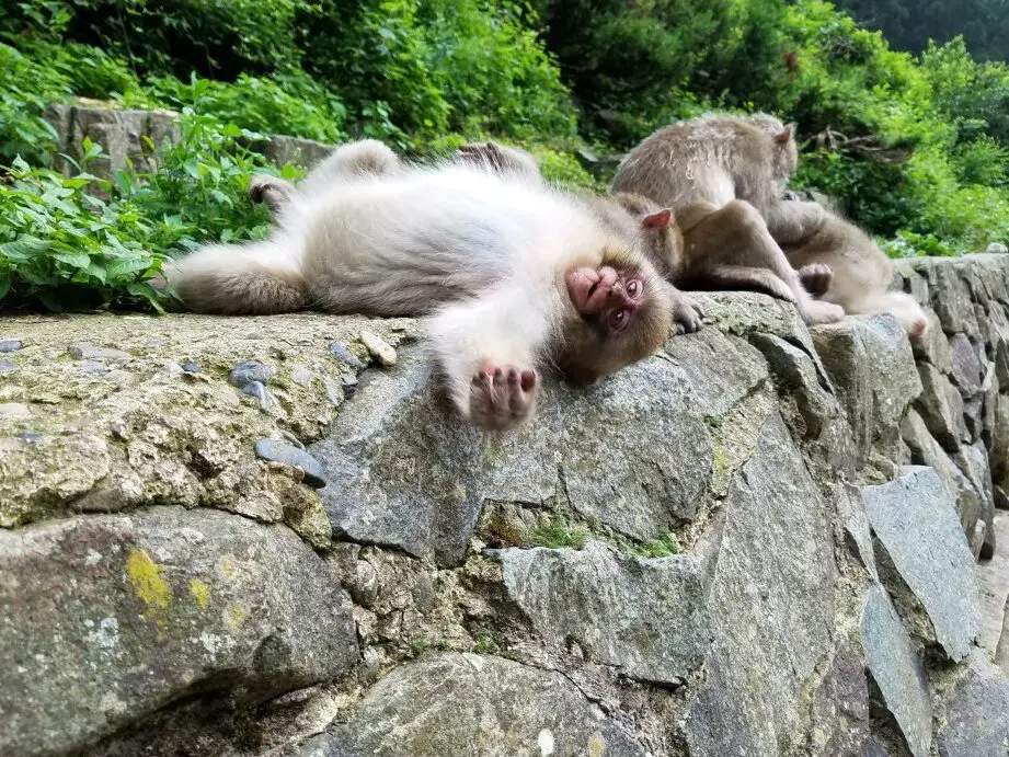 Cuándo ver los famosos monos de nieve de Japón - SNOW MONKEY RESORTS
